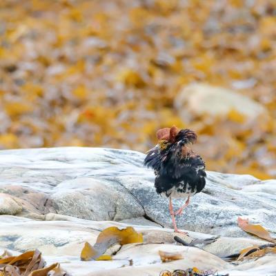 Calidris pugnax - Ruff