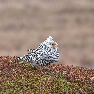 Calidris pugnax - Ruff