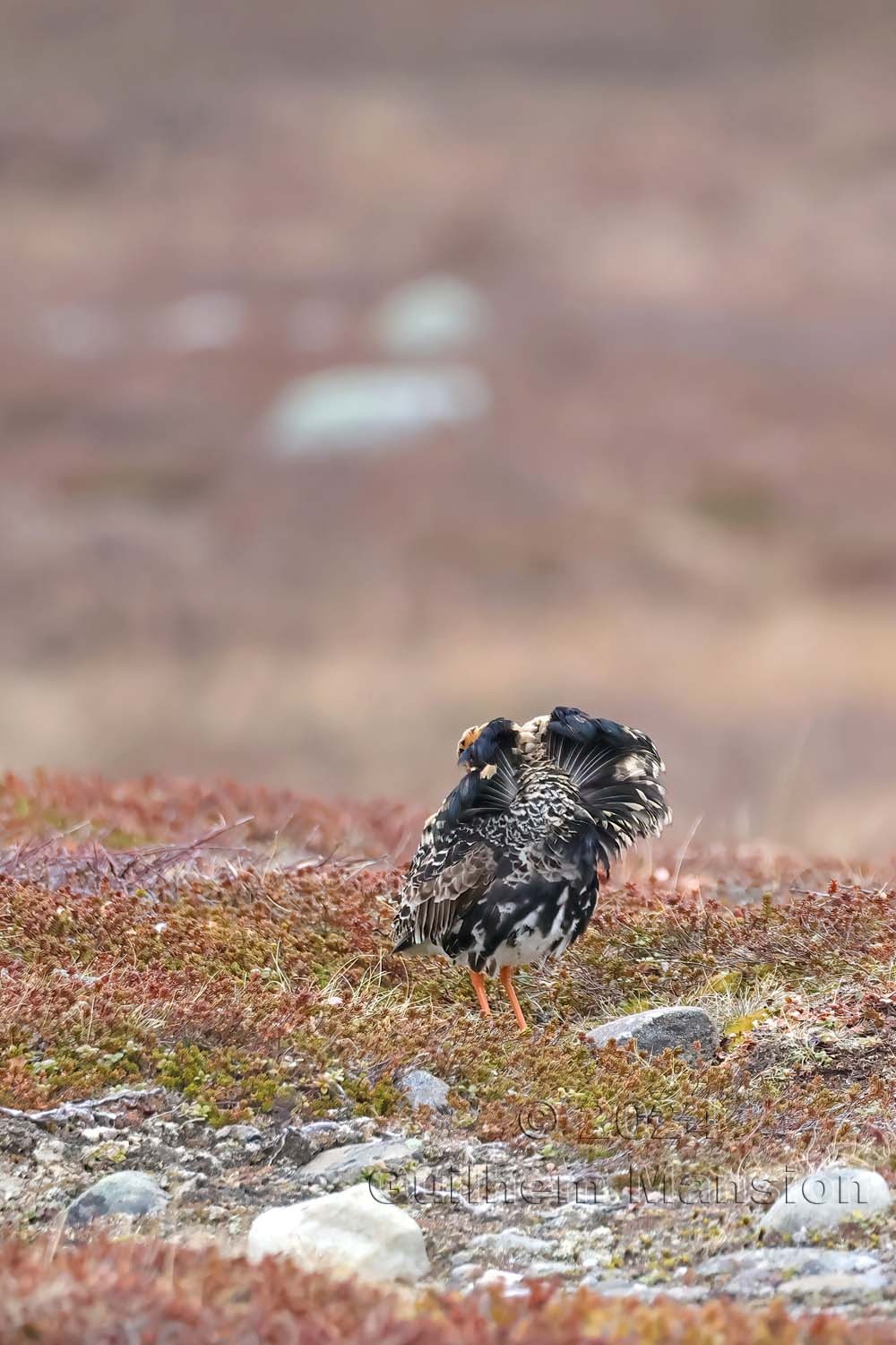 Calidris pugnax - Combattant varié