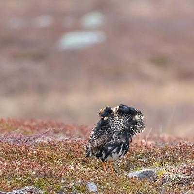 Calidris pugnax - Ruff