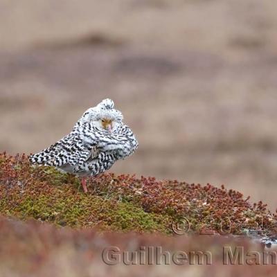 Calidris pugnax - Ruff