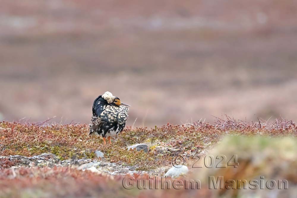 Calidris pugnax - Combattant varié