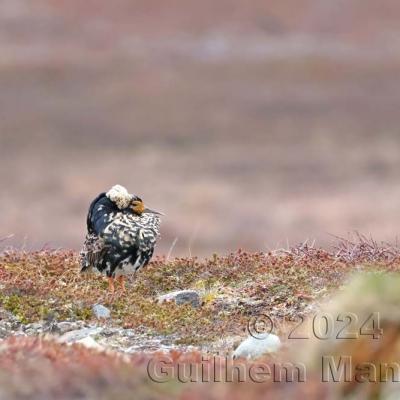 Calidris pugnax - Ruff