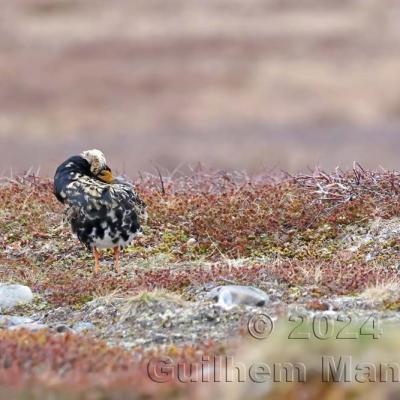 Calidris pugnax - Ruff