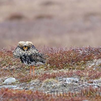 Calidris pugnax - Ruff