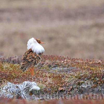 Calidris pugnax - Ruff