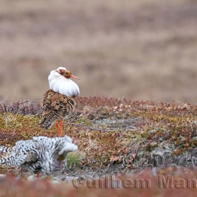 Calidris pugnax - Ruff