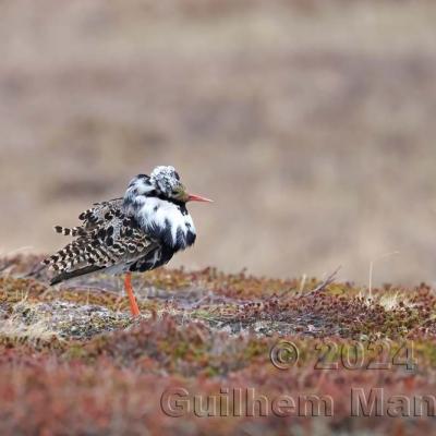 Calidris pugnax - Ruff