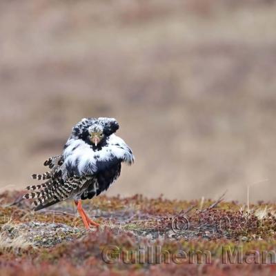 Calidris pugnax - Ruff