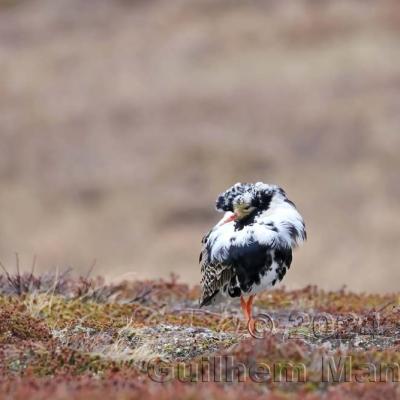 Calidris pugnax - Ruff