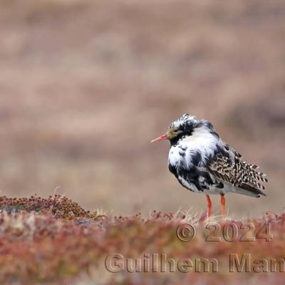 Calidris pugnax - Ruff