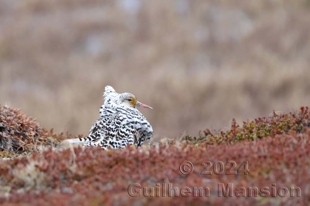 Calidris pugnax - Ruff