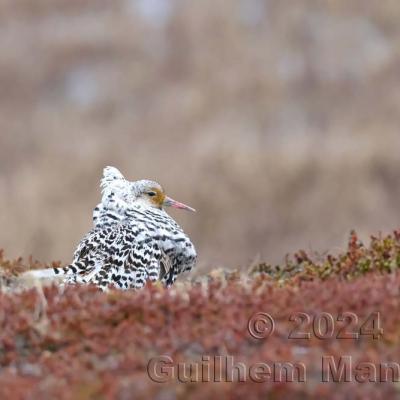 Calidris pugnax - Ruff