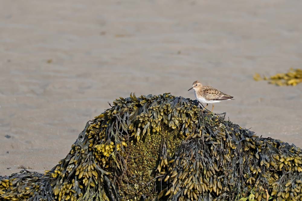 Calidris temminckii - Bécasseau de temminck