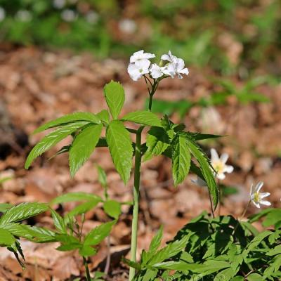 Cardamine heptaphylla