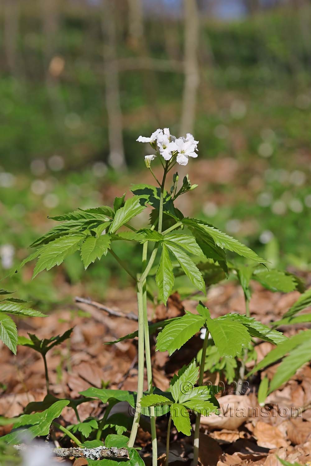 Cardamine heptaphylla