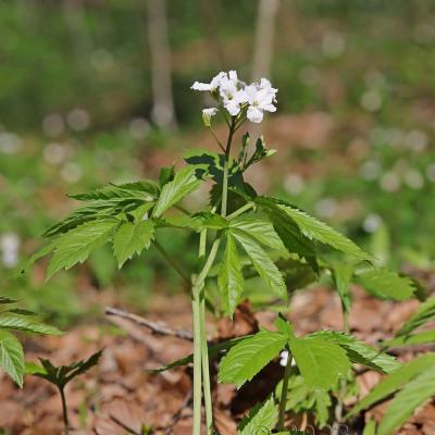 Cardamine heptaphylla