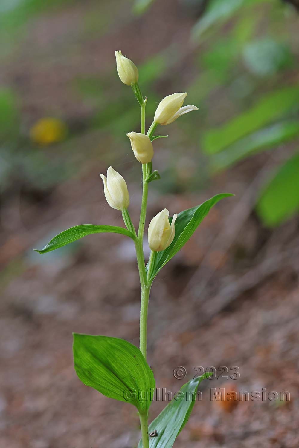 Cephalanthera damasonium