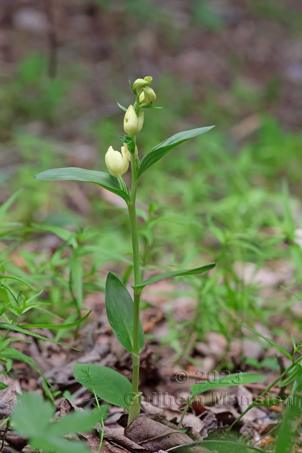 Cephalanthera damasonium