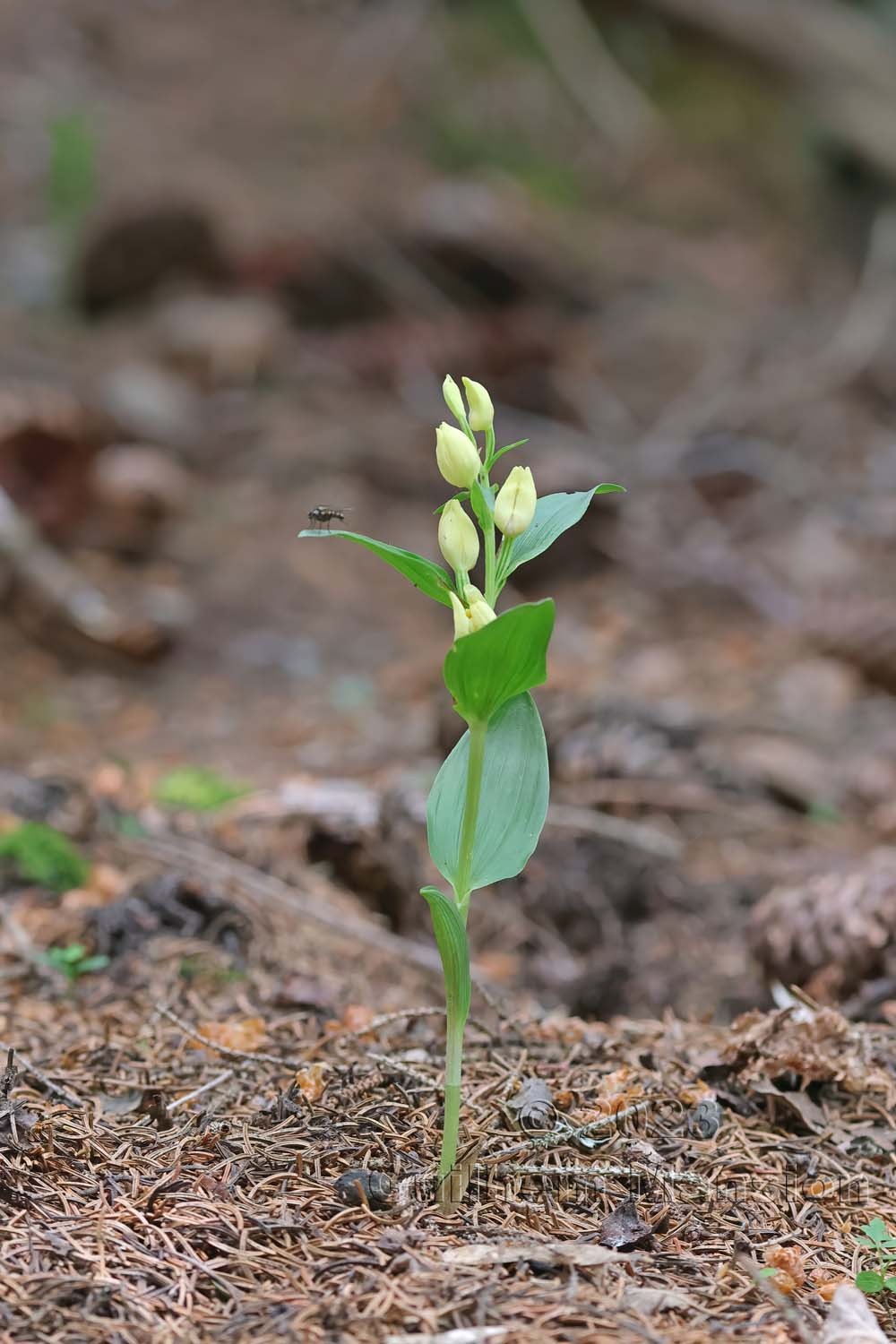 Cephalanthera damasonium