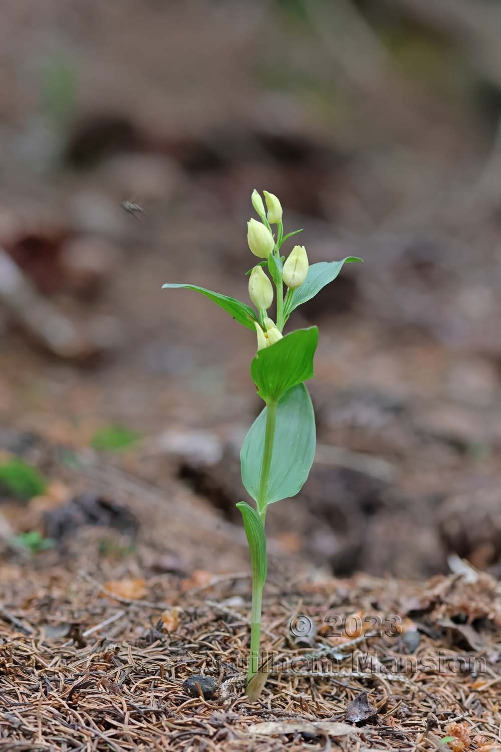 Cephalanthera damasonium