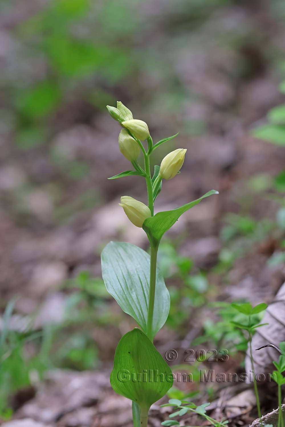 Cephalanthera damasonium