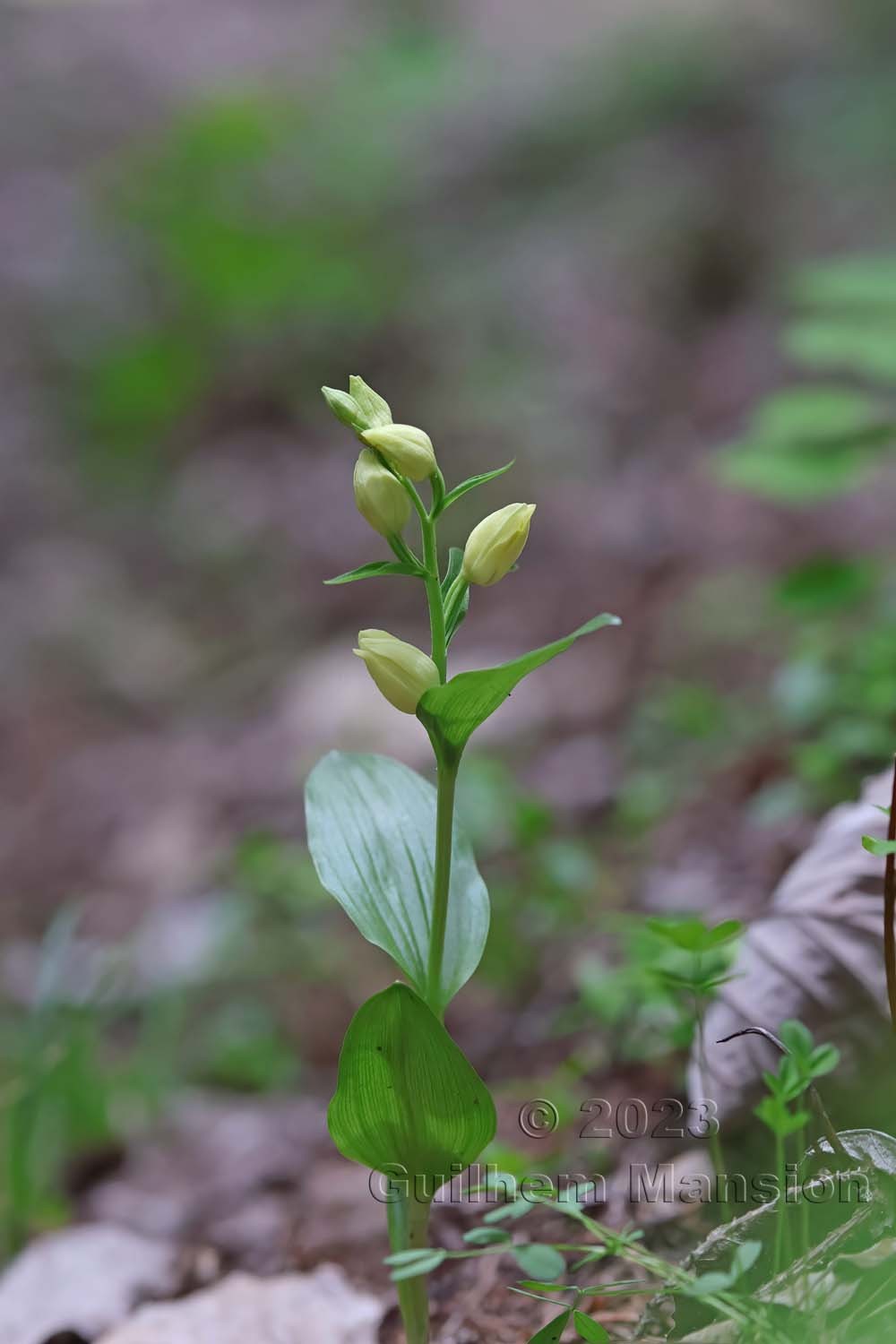 Cephalanthera damasonium