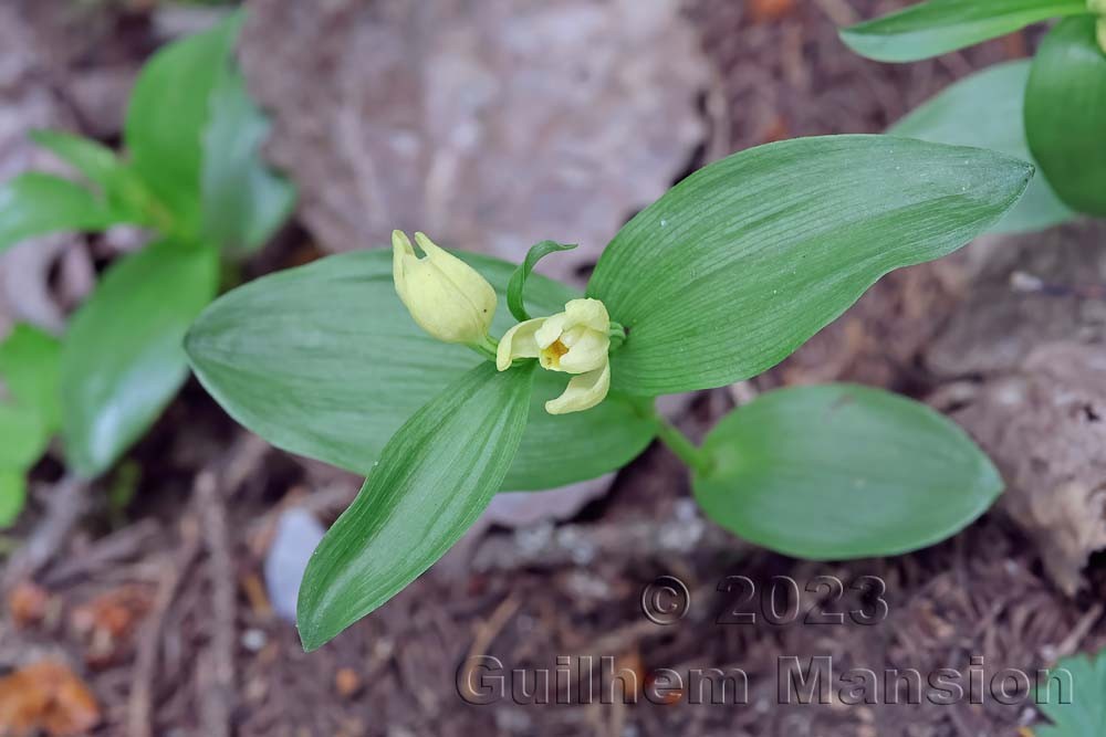 Cephalanthera damasonium