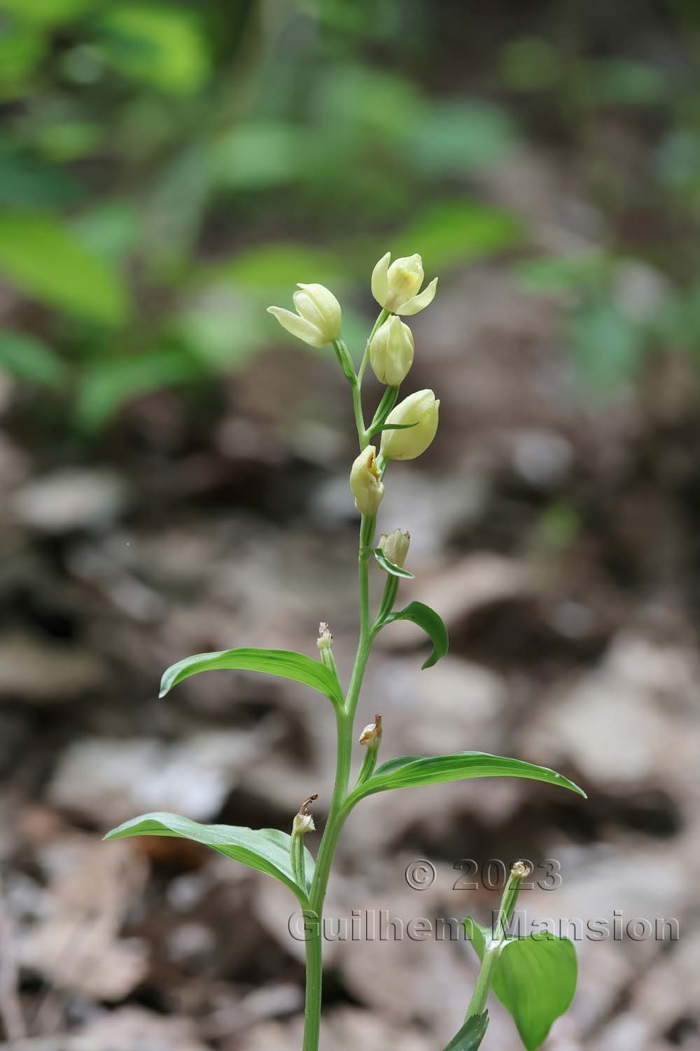 Cephalanthera damasonium