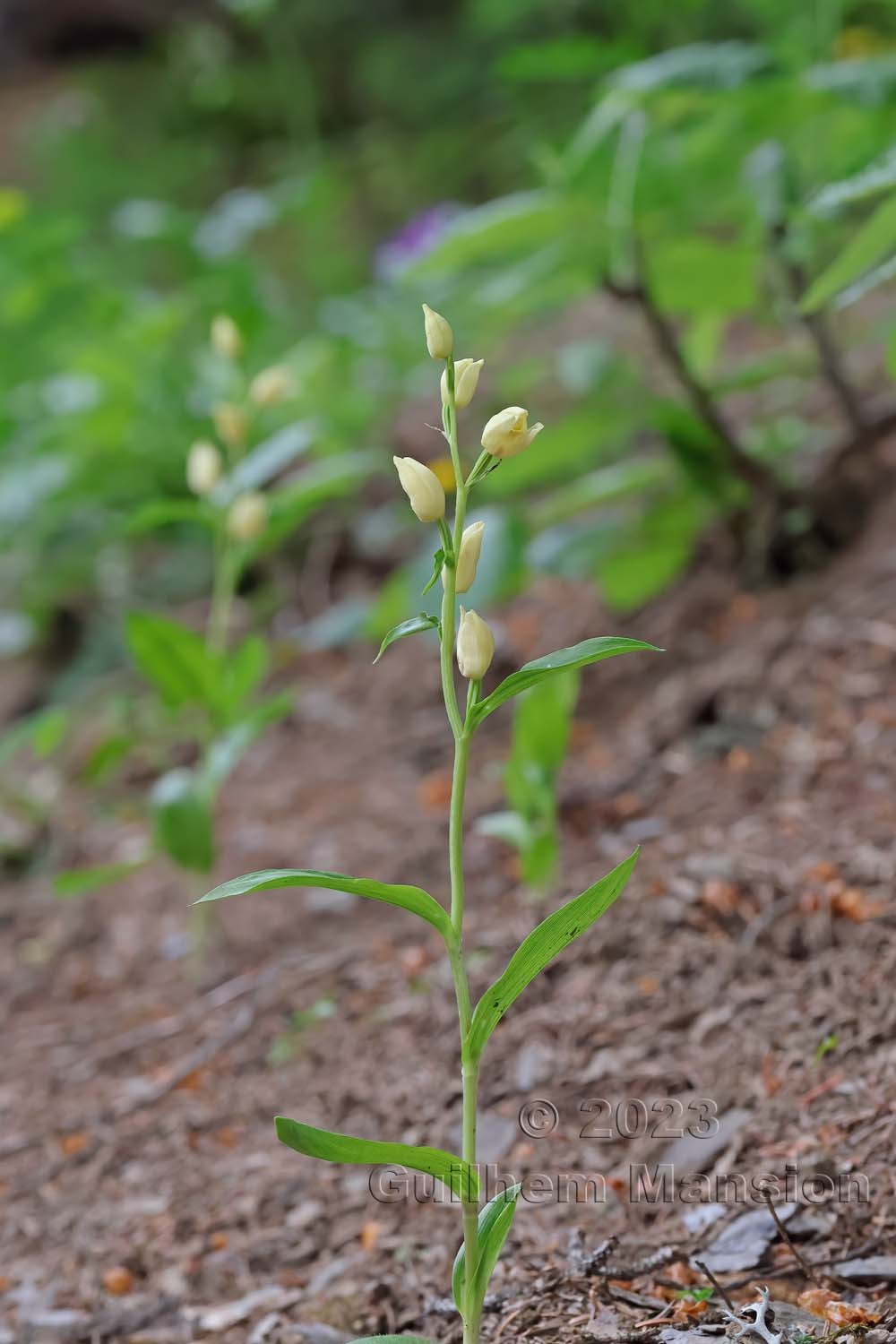 Cephalanthera damasonium