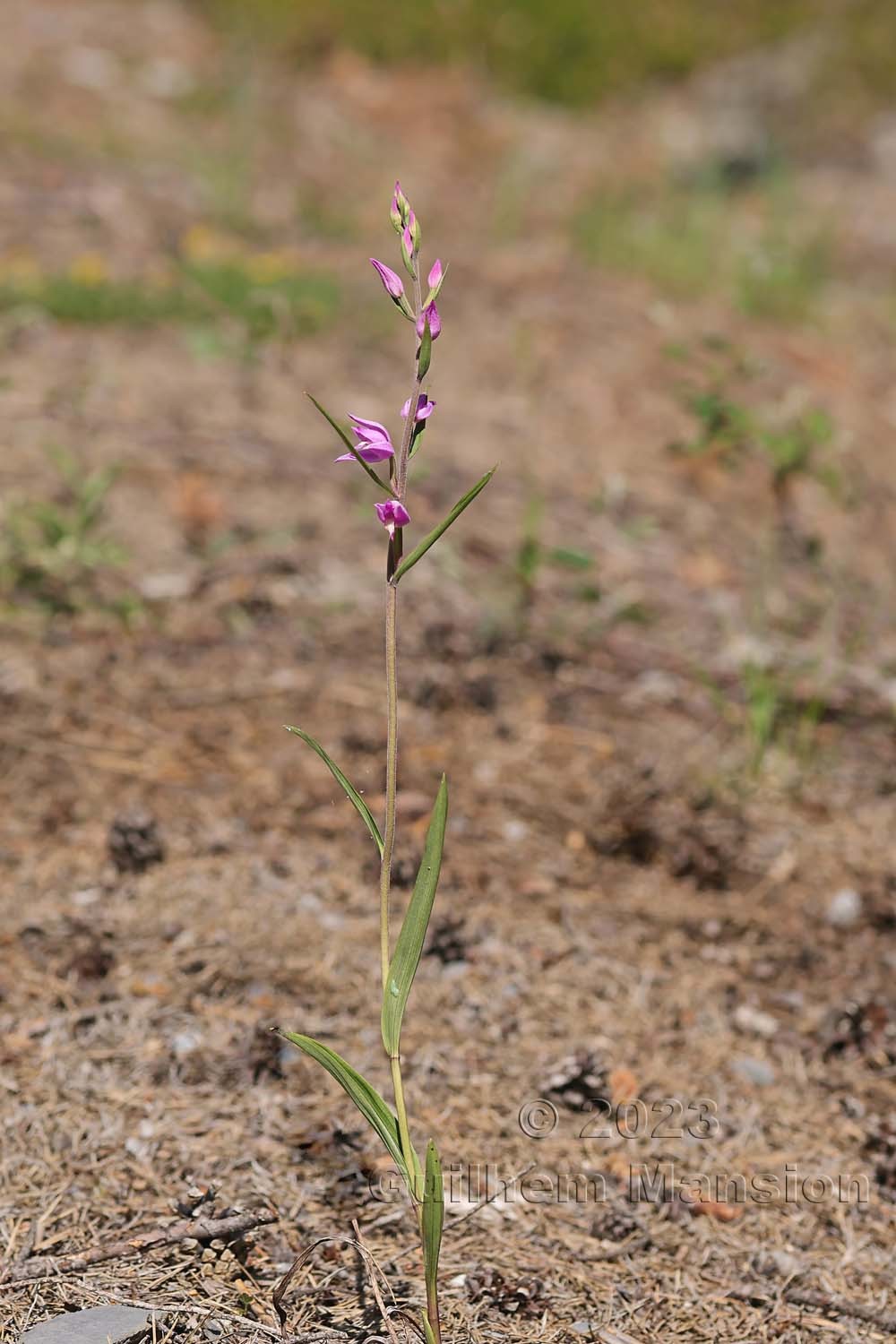 Cephalanthera rubra