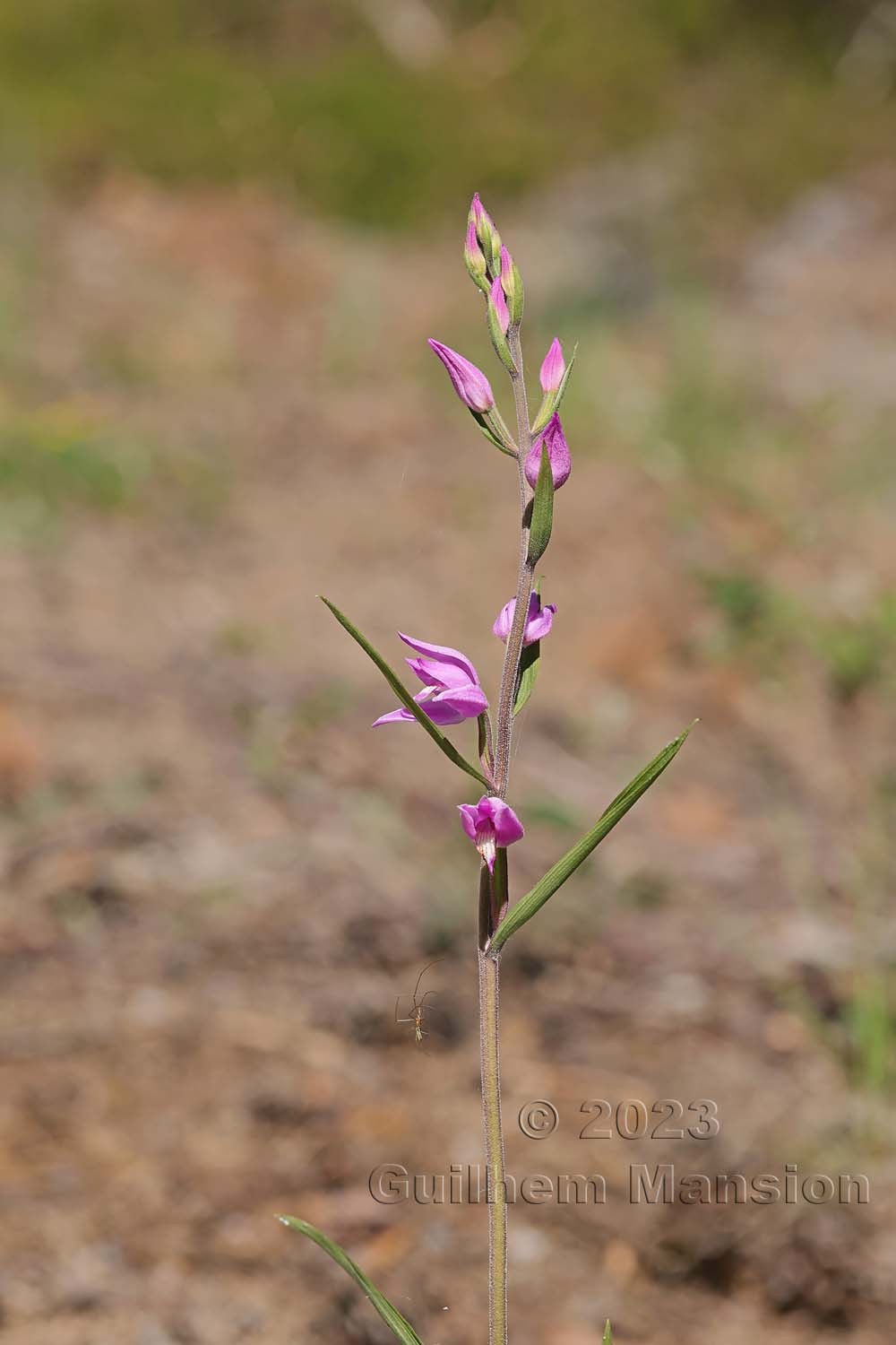 Cephalanthera rubra