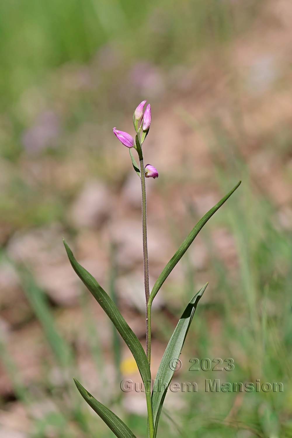 Cephalanthera rubra