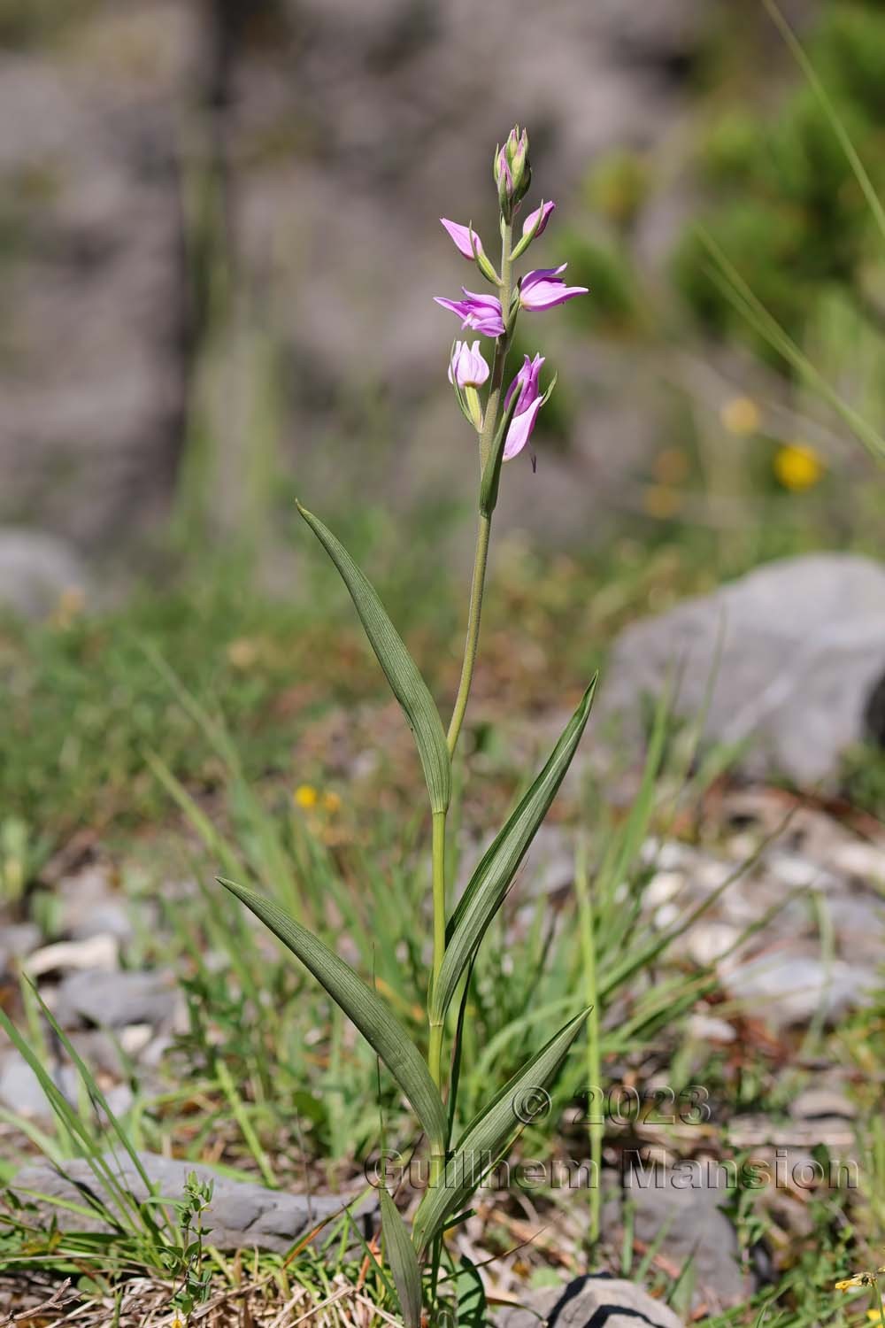 Cephalanthera rubra