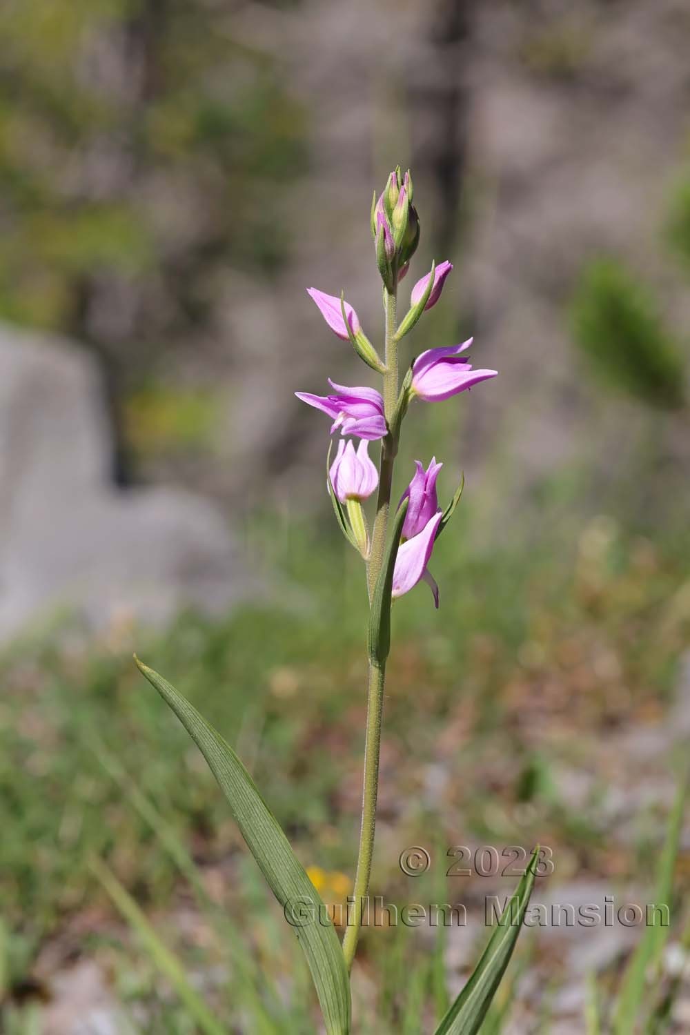 Cephalanthera rubra