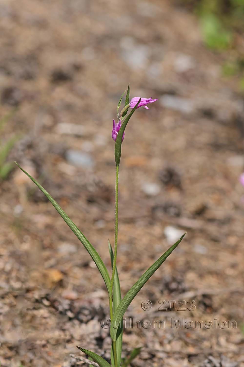 Cephalanthera rubra