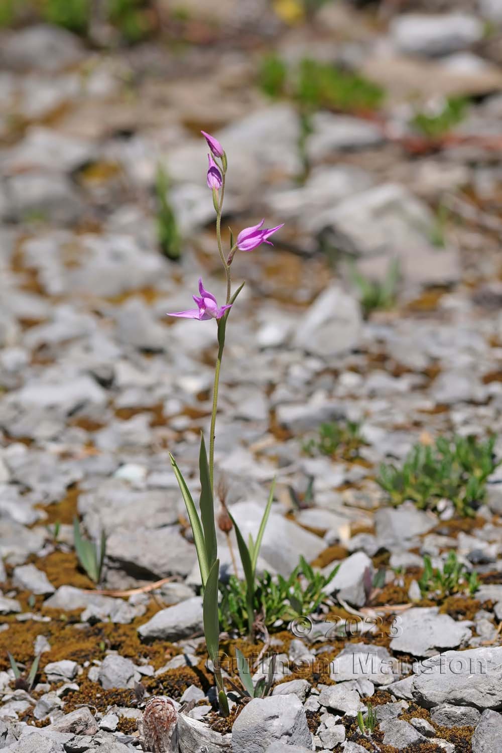 Cephalanthera rubra