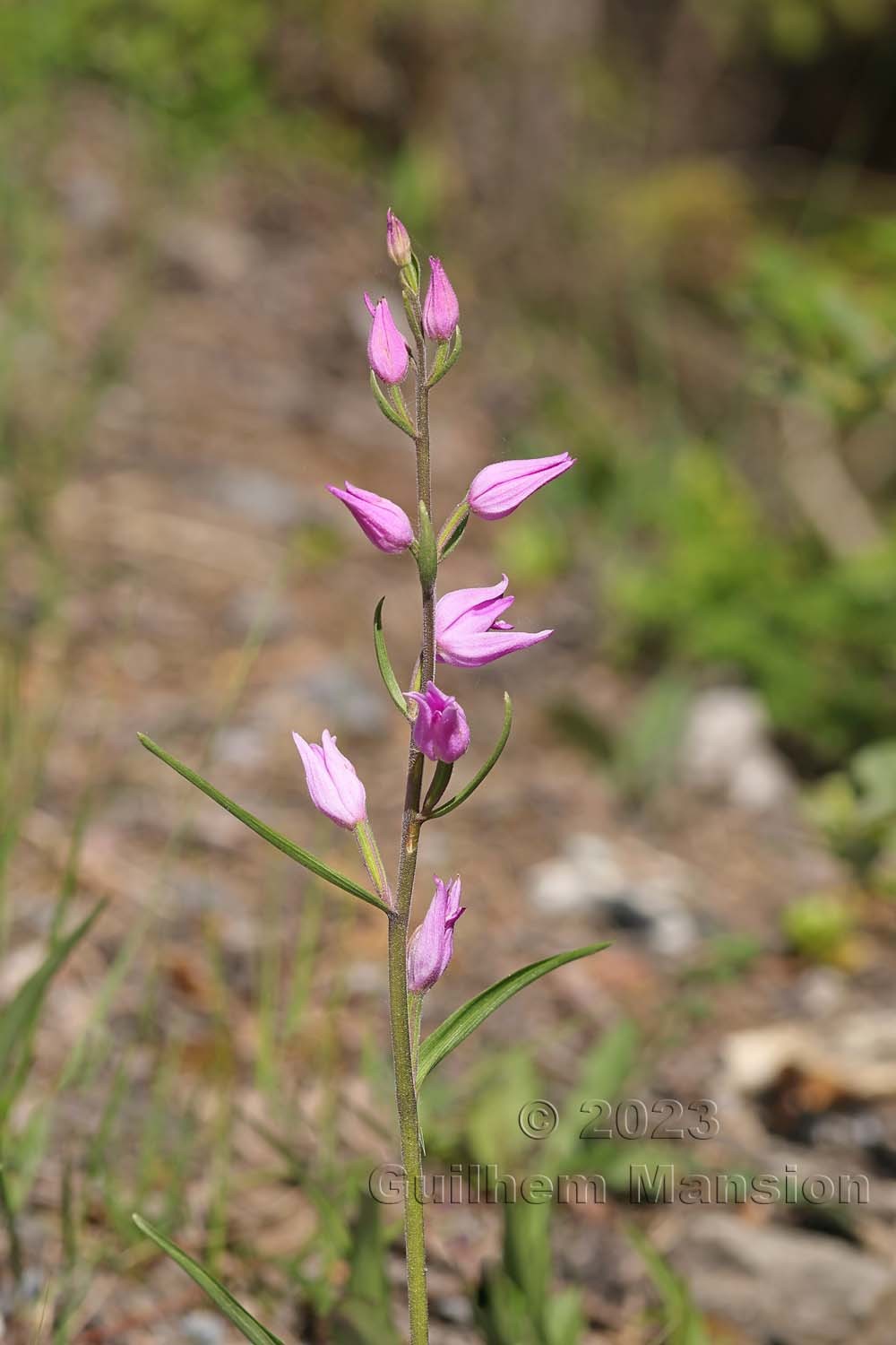 Cephalanthera rubra