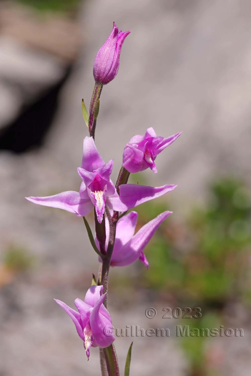 Cephalanthera rubra