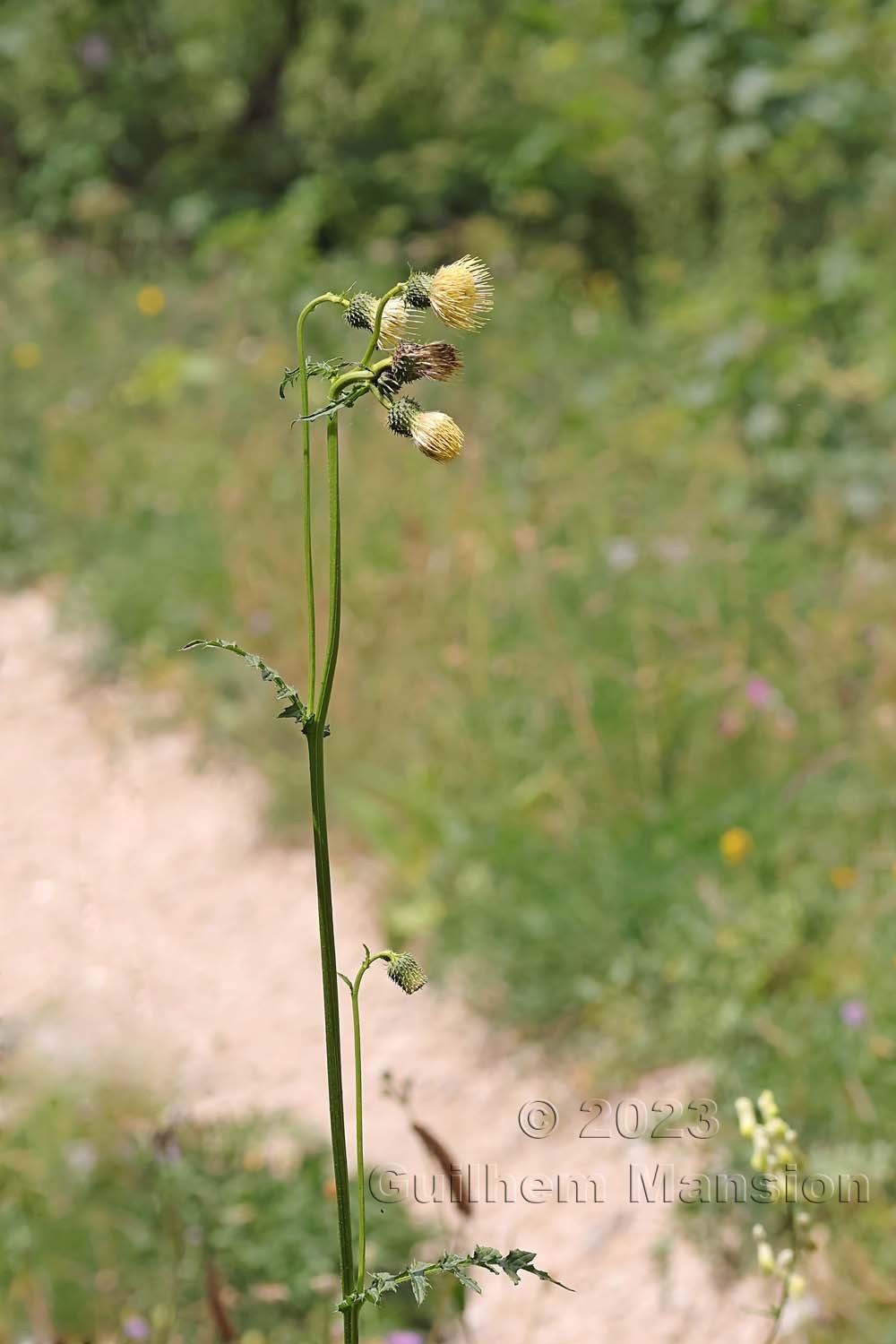 Cirsium erisithales