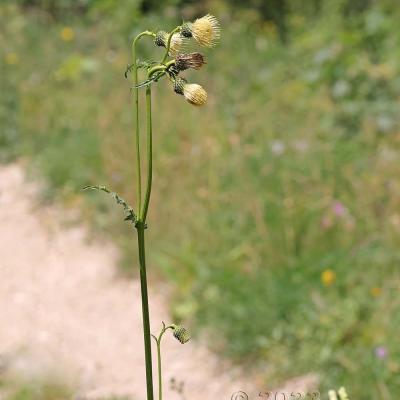 Cirsium erisithales