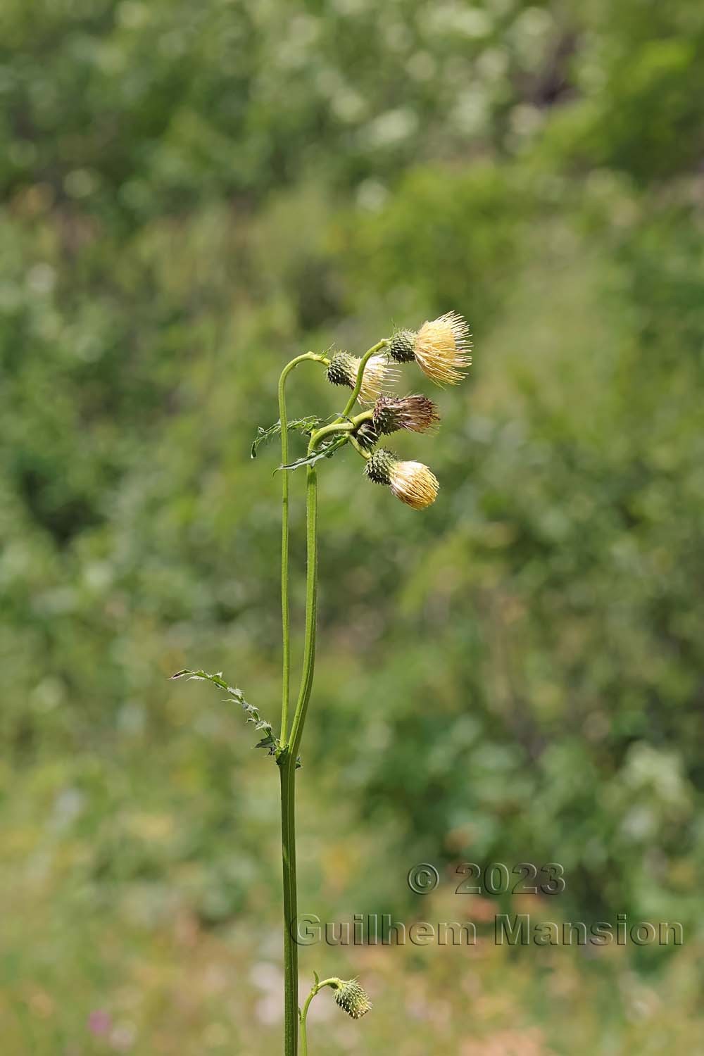 Cirsium erisithales