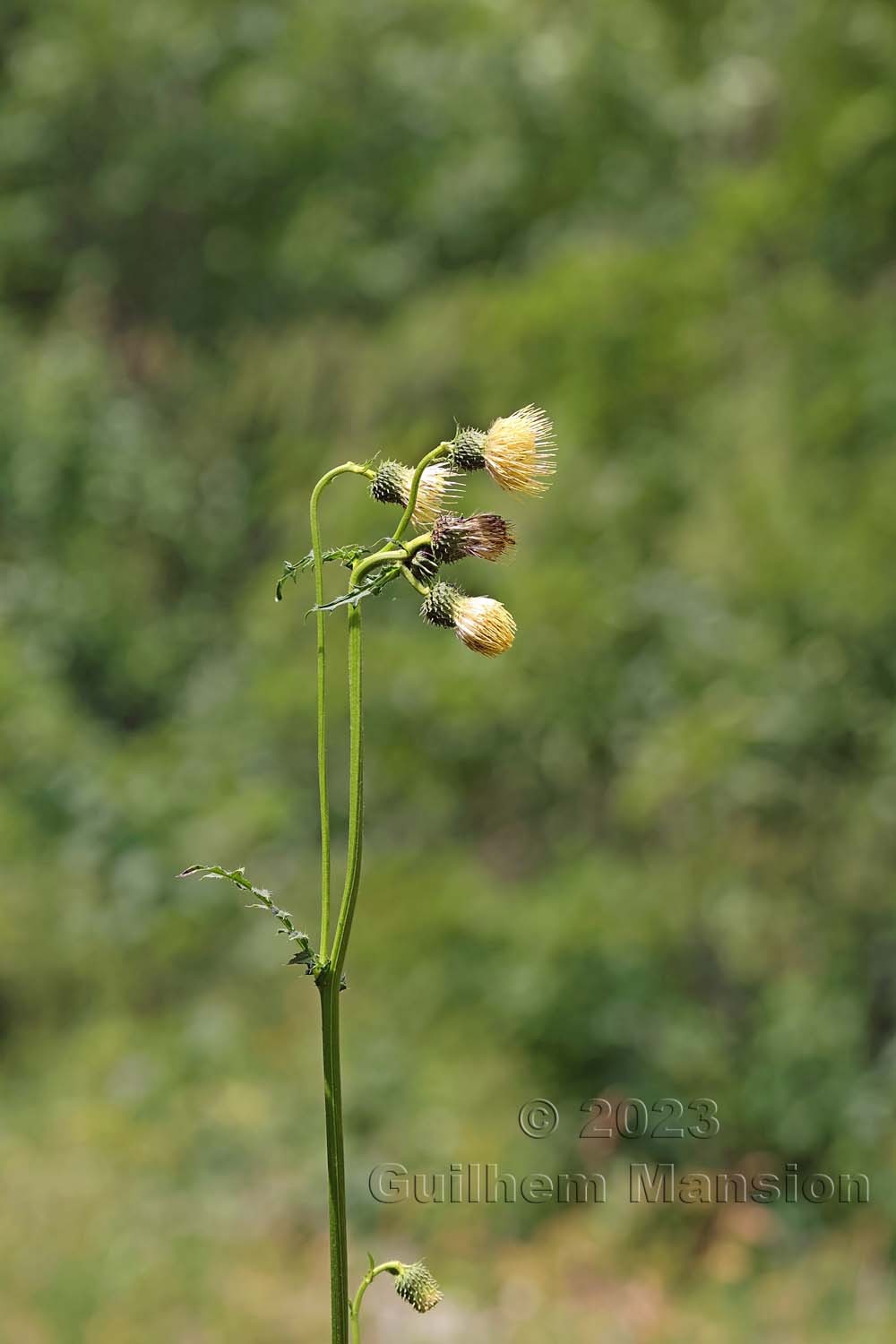 Cirsium erisithales