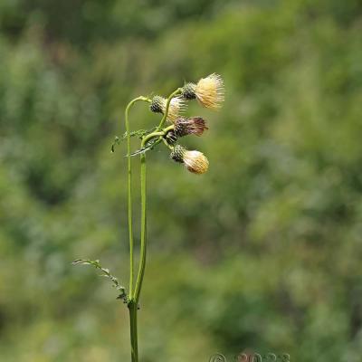 Cirsium erisithales