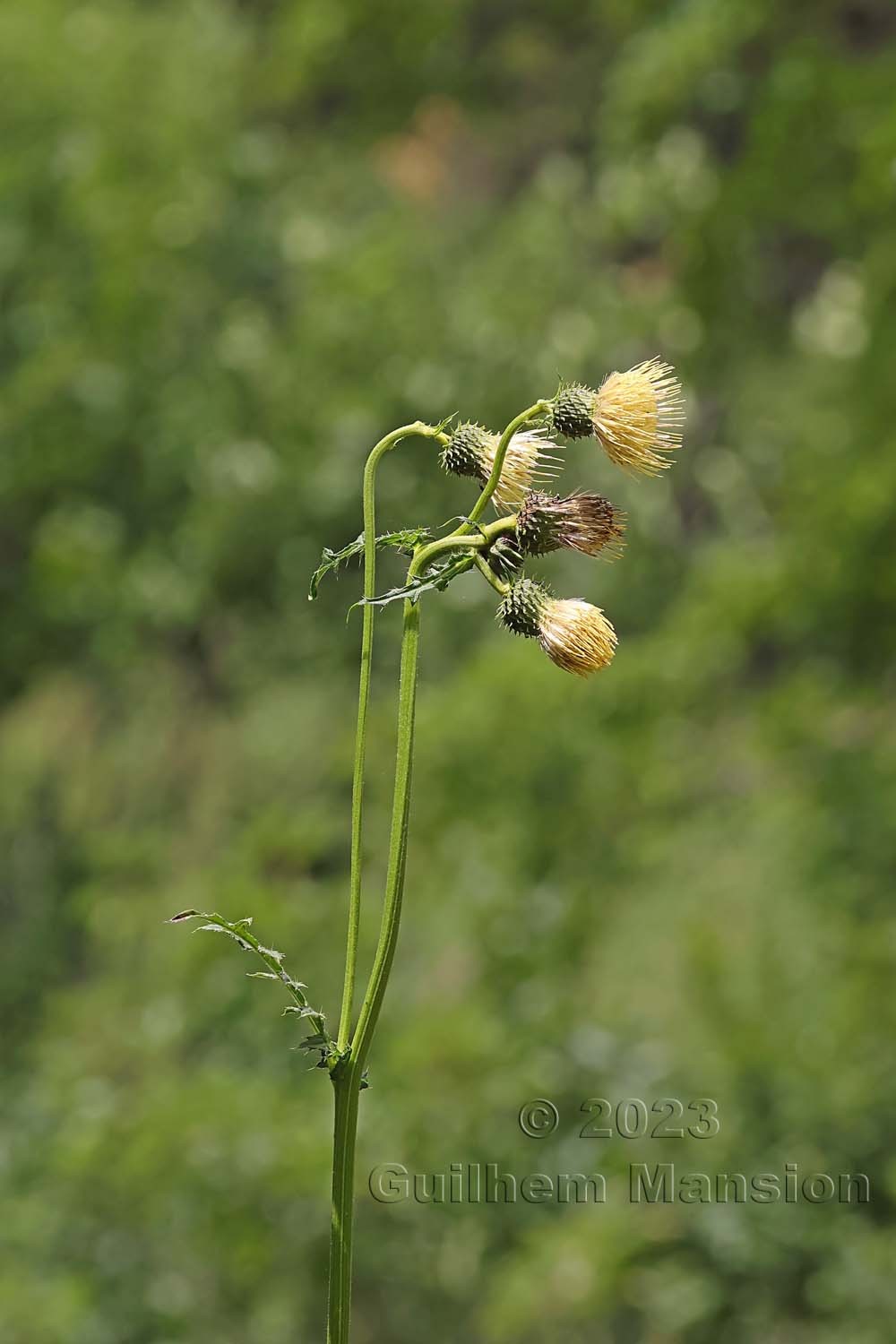 Cirsium erisithales