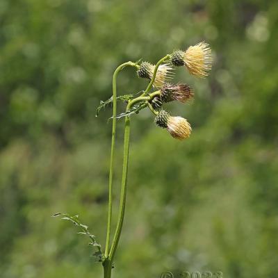 Cirsium erisithales