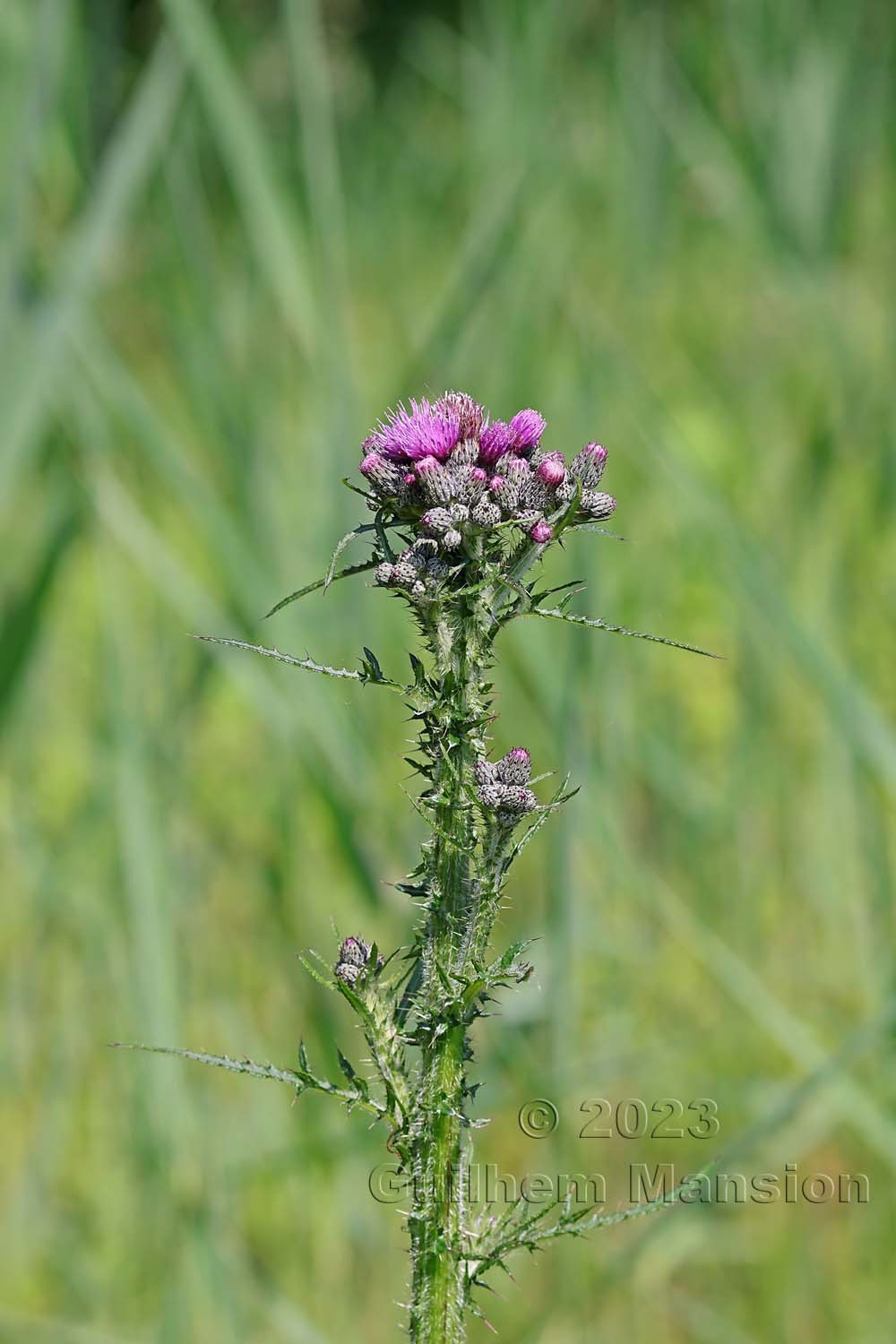 Cirsium palustre