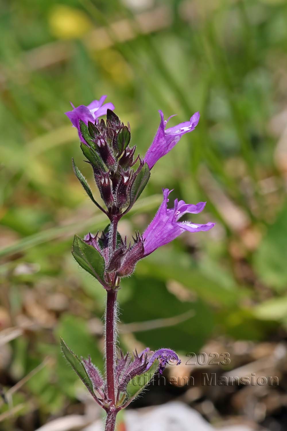 Clinopodium alpinum [Acinos alpinus]