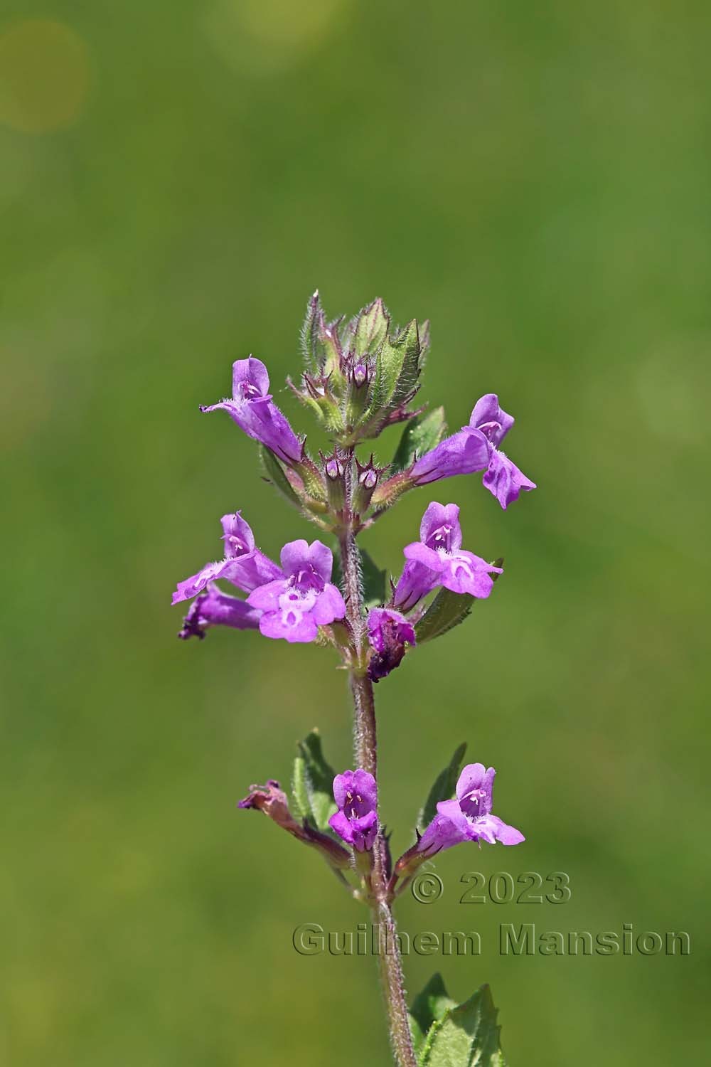 Clinopodium alpinum [Acinos alpinus]