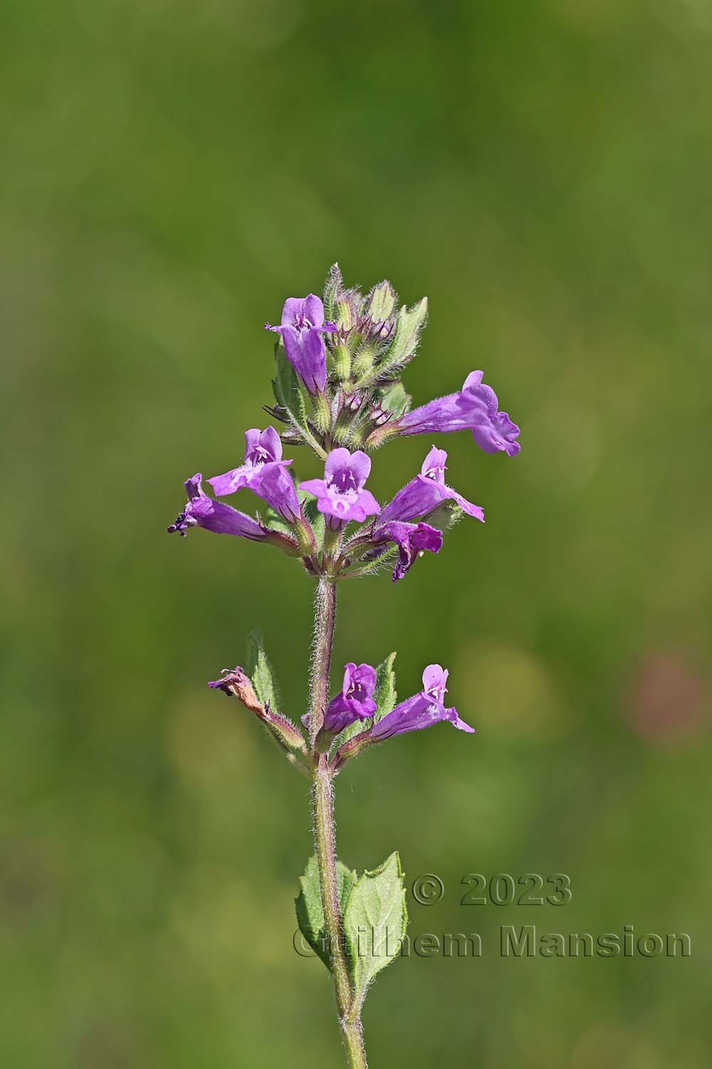 Clinopodium alpinum [Acinos alpinus]